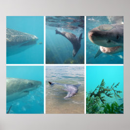 Under Sea Ocean Life Animals Australien Poster