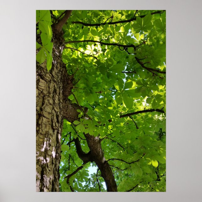 under träd poster (Framsidan)