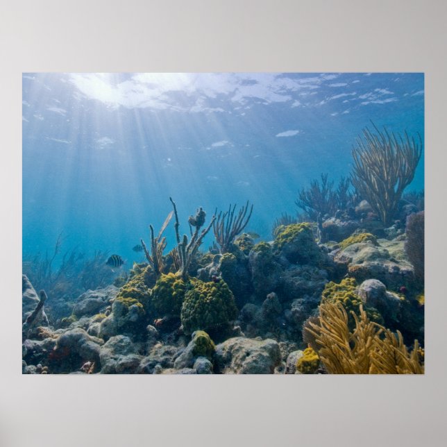 Under Vatten Biscayne Poster NP (Framsidan)