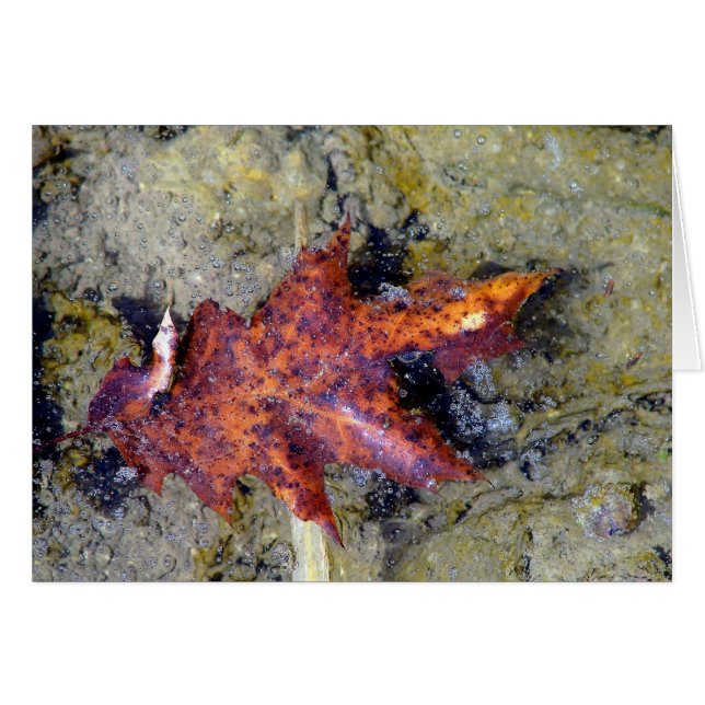 Under Vatten Hälsningskort (Framsidan Horizontal)