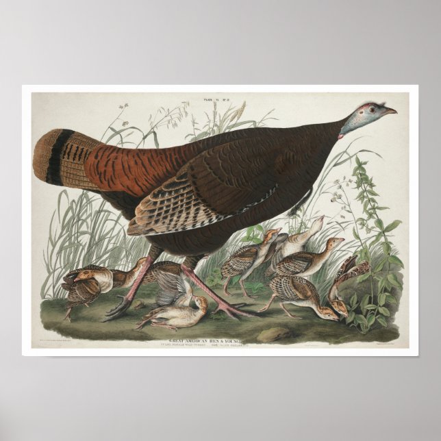 Underbar American Hen and Young by Audubon Poster (Framsidan)
