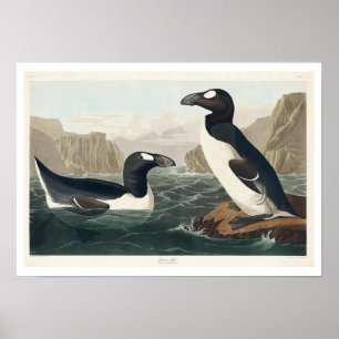 Underbar Auk by Audubon Poster