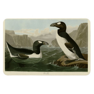 Underbar Auk - John James Audubon's Birds of Ameri Magnet