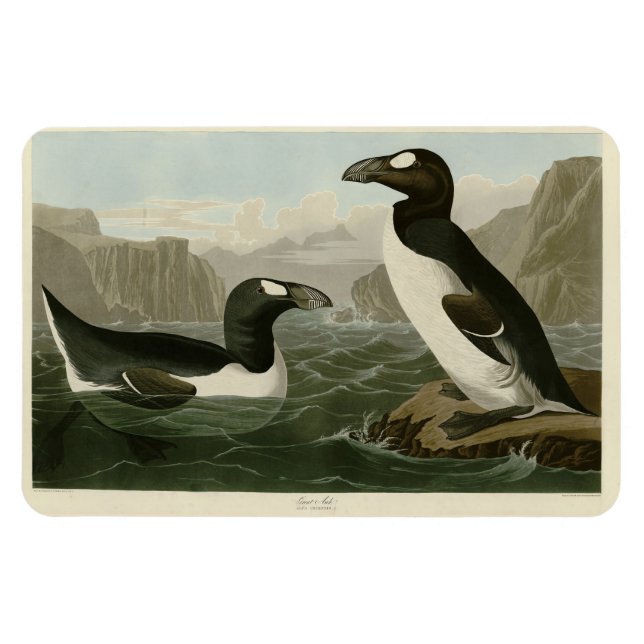 Underbar Auk - John James Audubon's Birds of Ameri Magnet (Horisontell)