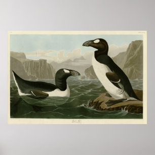 Underbar Auk - John James Audubon's Birds of Ameri Poster