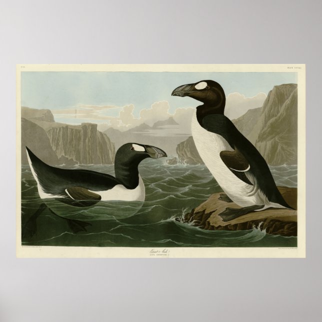 Underbar Auk - John James Audubon's Birds of Ameri Poster (Framsidan)
