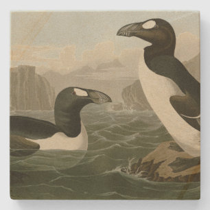 Underbar Auk - John James Audubon's Birds of Ameri Stenunderlägg