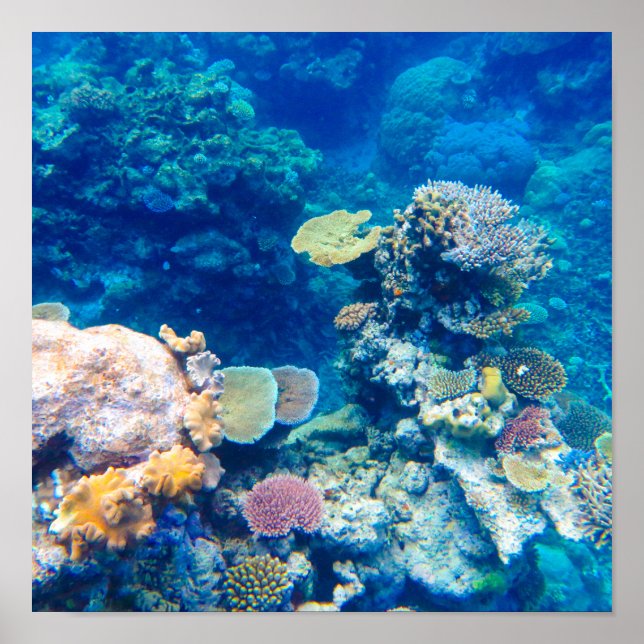 Underbar barriär Reef Coral - #1 Poster (Framsidan)