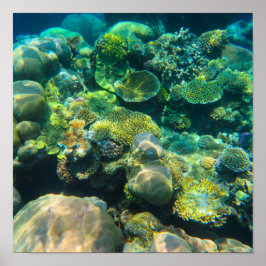 Underbar barriär Reef Coral - #2 Poster
