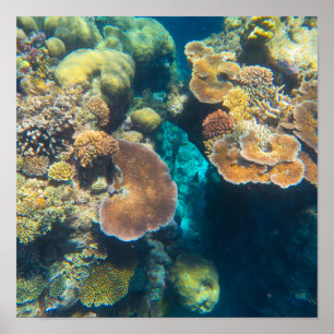 Underbar barriär Reef Coral - #3 Poster