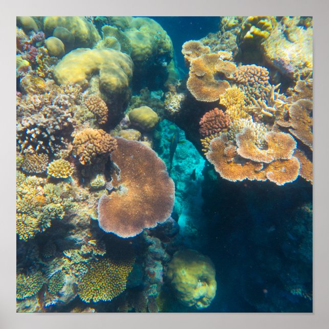 Underbar barriär Reef Coral - #3 Poster (Framsidan)