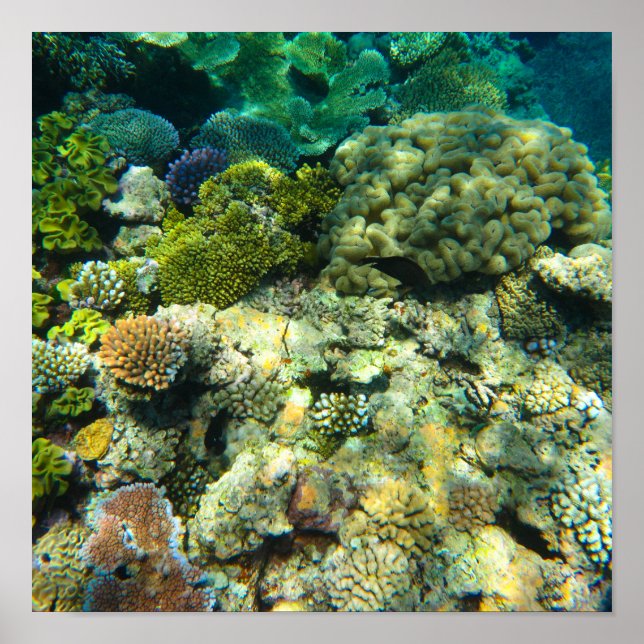 Underbar barriär Reef Coral - #5 Poster (Framsidan)