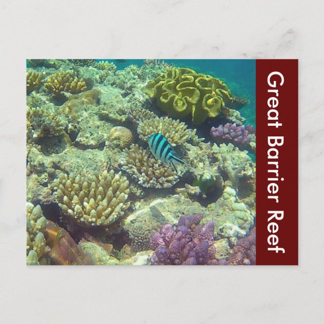 underbar barriärreef australia vykort (Framsida)