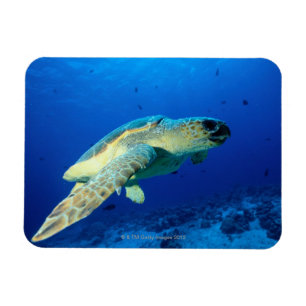 Underbar barriärrev, Australien 2 Magnet