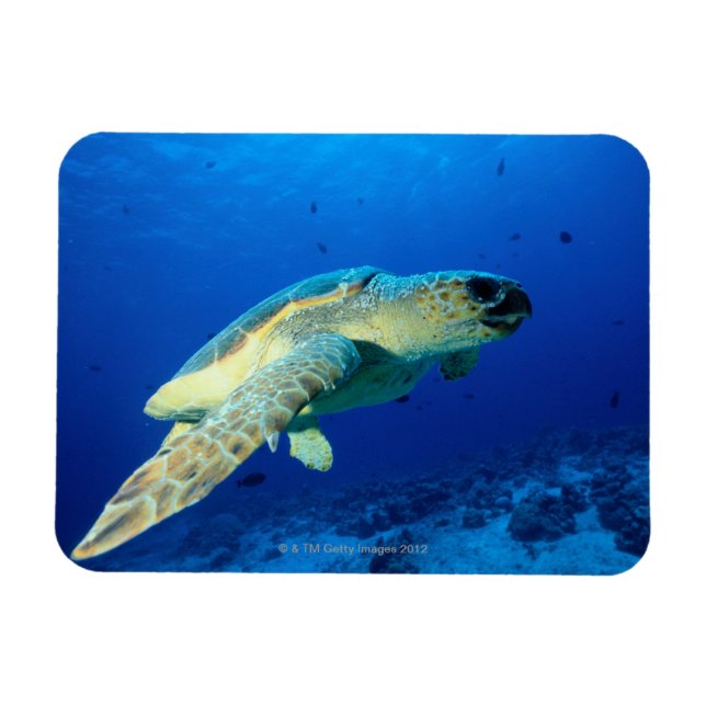 Underbar barriärrev, Australien 2 Magnet (Horisontell)