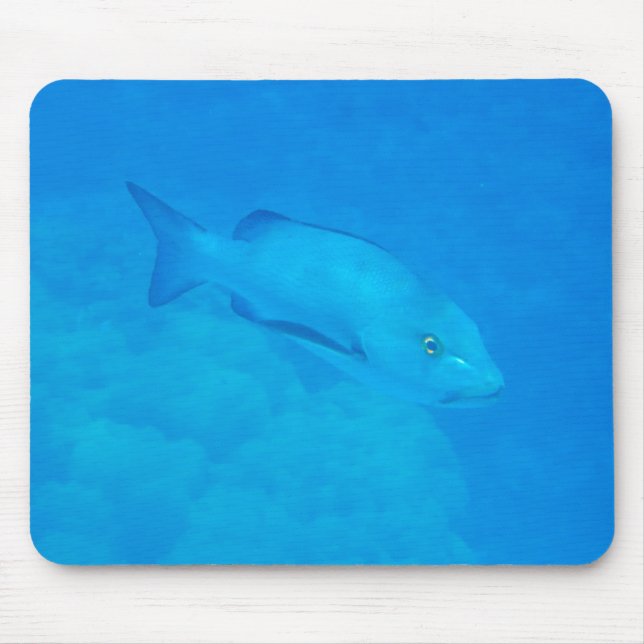 Underbar Barrier Reef Bohar Snapper Fish Musmatta (Framsidan)