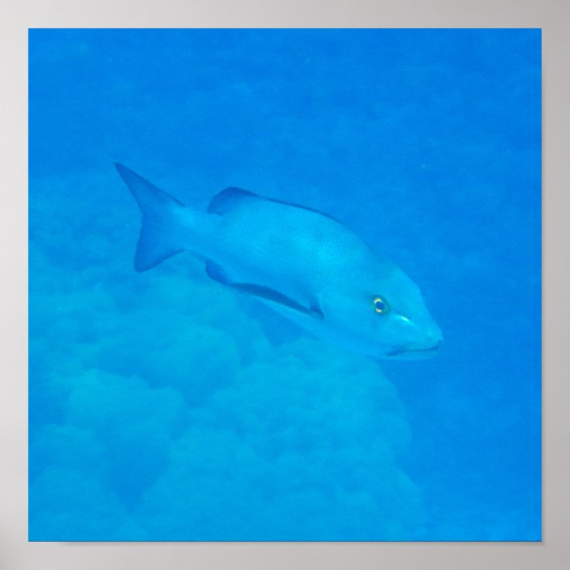 Underbar Barrier Reef Bohar Snapper Fish Poster (Framsidan)