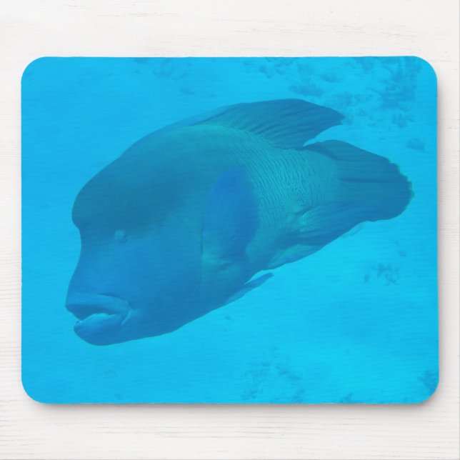 Underbar Barrier Reef Napoleon Wrasse Fish Musmatta (Framsidan)
