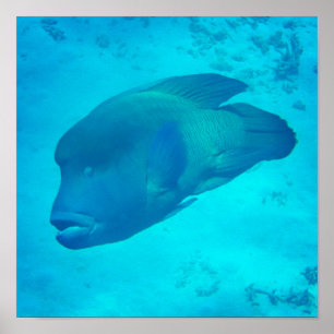 Underbar Barrier Reef Napoleon Wrasse Fish Poster