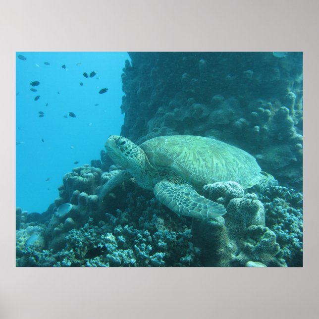 Underbar Barrier Reef Turtle Poster (Framsidan)