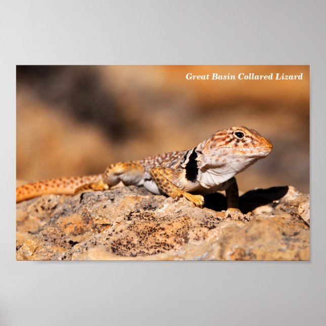 Underbar Basin Collborn Lizard Poster (Framsidan)