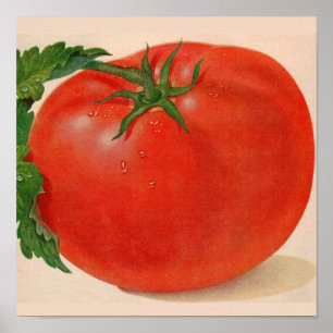 underbar BIG juicy tomato Poster