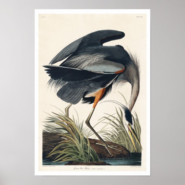 Underbar blå Heron by Audubon Poster (Framsidan)