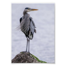 Underbar blå Heron-fotoutskrift