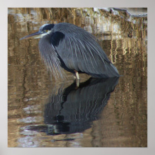 Underbar blå Heron i Vatten Poster
