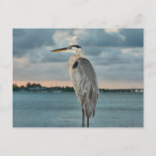 Underbar blå Heron med Cortez i bakgrunden Vykort