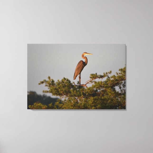 Underbar blå Heron på Träd överst Canvastryck (Framsida)