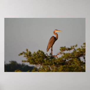 Underbar blå Heron på Träd överst Poster