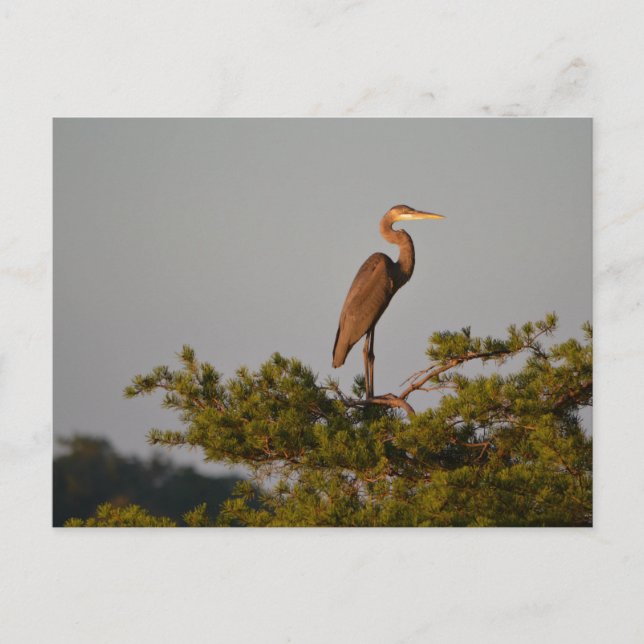 Underbar blå Heron på Träd överst Vykort (Framsida)