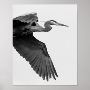 Underbar blå Heron Skörd, svart och vitt Poster