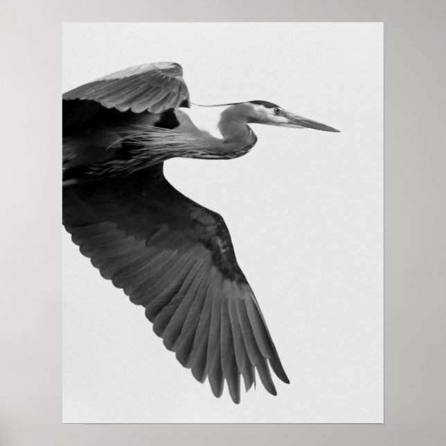 Underbar blå Heron Skörd, svart och vitt Poster (Framsidan)