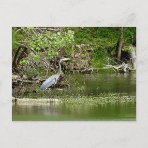 Underbar Blå Heron Tennessee-flodlevande natur Vykort