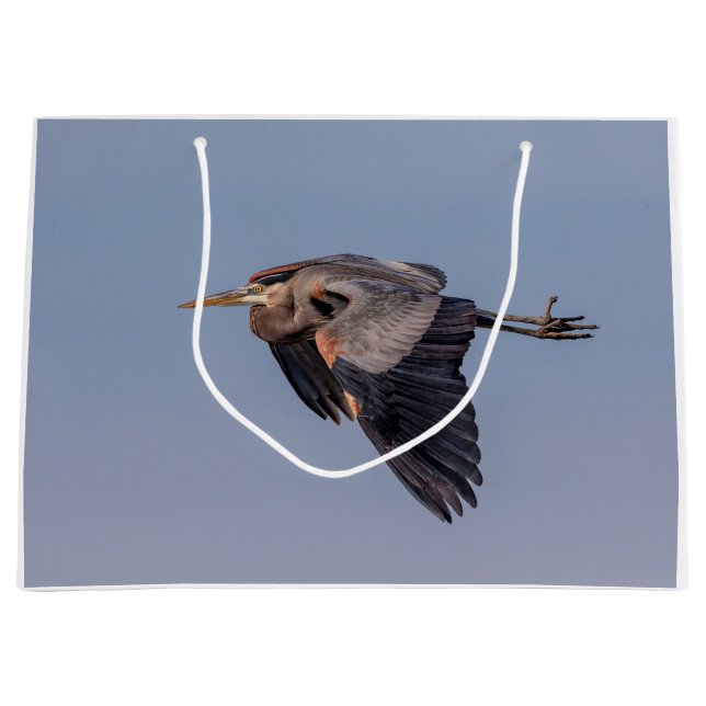 Underbar blå Heron under flygning (Framsidan)