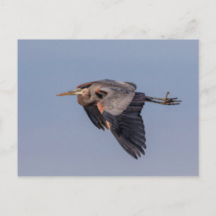 Underbar blå Heron under flygning Vykort