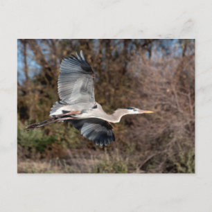 Underbar blå Heron under flygning Vykort