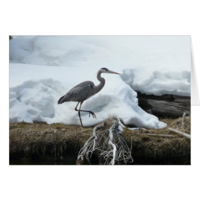 Underbar blåttHeron Hälsningskort (Framsidan Horizontal)