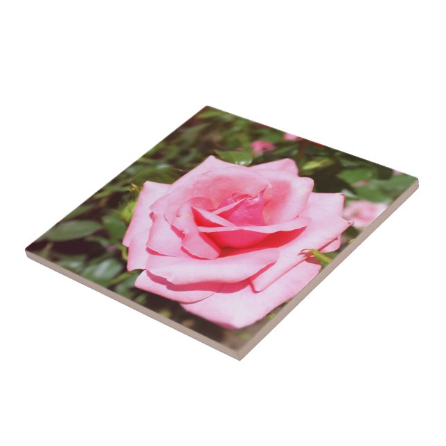 underbar blomma från rosa ros med söta hjärtan kakelplatta (Sidan)