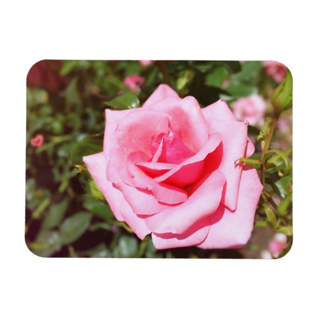 underbar blomma från rosa ros med söta hjärtan magnet (Horisontell)