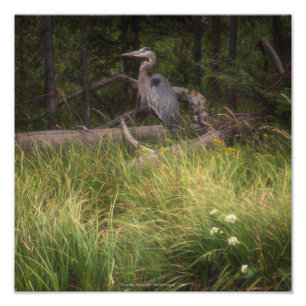 Underbar Blue Heron 8917 Fototryck