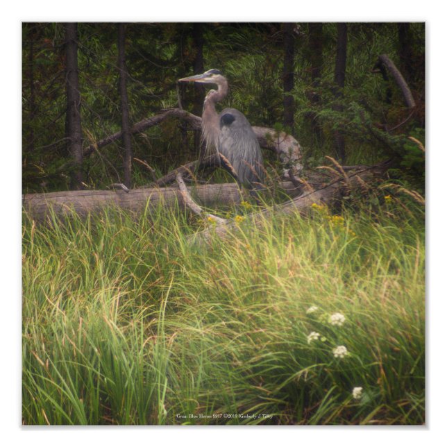 Underbar Blue Heron 8917 Fototryck (Framsidan)