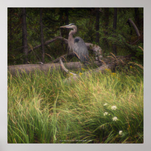 Underbar Blue Heron 8917 Poster