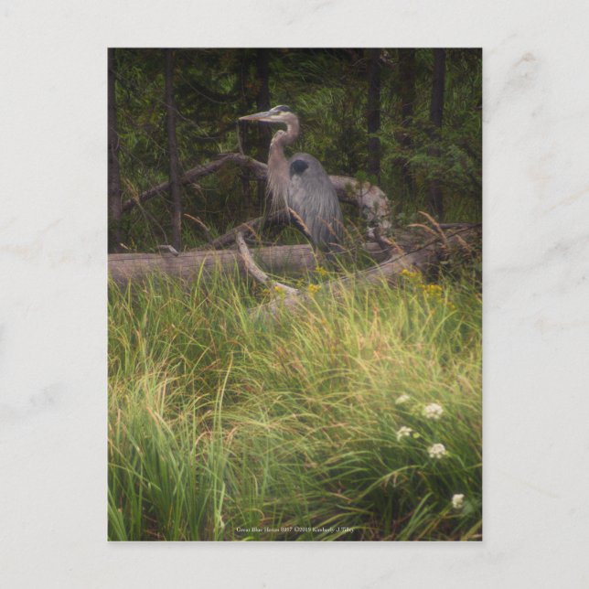 Underbar Blue Heron 8917 Vykort (Framsida)