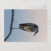 Underbar Blue Heron, Antrim Sjö, Columbus, Ohio