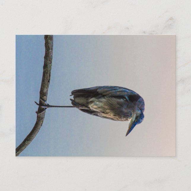 Underbar Blue Heron, Antrim Sjö, Columbus, Ohio Vykort (Framsida)