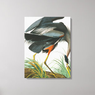 Underbar Blue Heron av John James Audubon Canvastryck