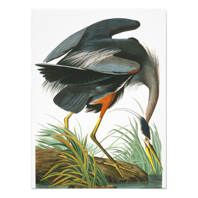 Underbar Blue Heron av John James Audubon Fototryck (Framsidan)